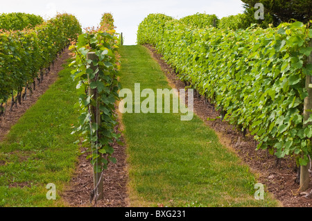 Nova Scotia, Kanada. Weinreben im Weingut Domaine de Grand Pre. Stockfoto