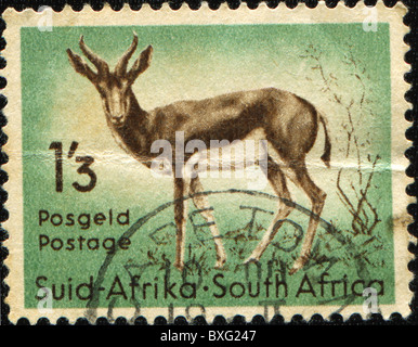 Südafrika - ca. 1949: Eine Briefmarke gedruckt in Südafrika zeigt Bontebok - Damaliscus Pygargus Pygarus, ca. 1949 Stockfoto