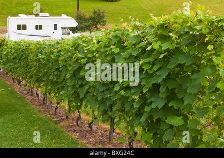 Nova Scotia, Kanada. RV und Traubenreben auf der Domaine de Grand Pre Weingut. Stockfoto