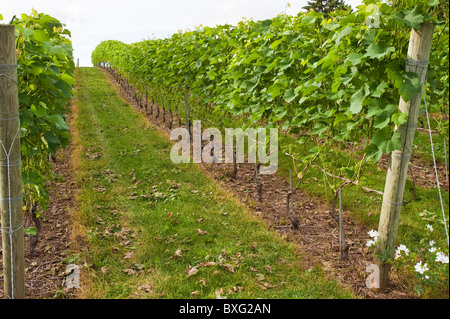 Nova Scotia, Kanada. Weinreben im Weingut Domaine de Grand Pre. Stockfoto