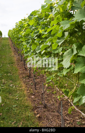 Nova Scotia, Kanada. Weinreben im Weingut Domaine de Grand Pre. Stockfoto