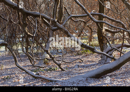 Hängende Form der Rotbuche, Fagus Sylvatica "Pendel" im Schnee; Kew Gardens. Stockfoto