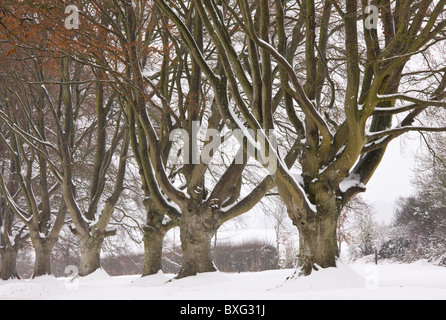 Alten Pollard Beech Avenue an der Kingston Lacey, Wimborne im schweren Schnee. Dorset. Stockfoto