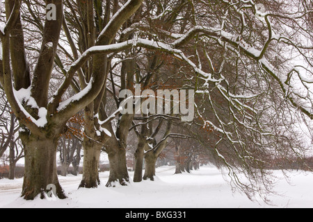 Alten Pollard Beech Avenue an der Kingston Lacey, Wimborne im schweren Schnee. Dorset. Stockfoto