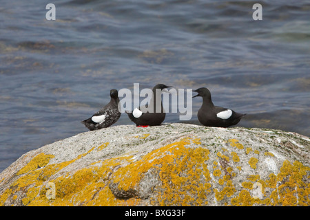 Schwarzen Trottellummen auf der Isle of Arran, Schottland Stockfoto