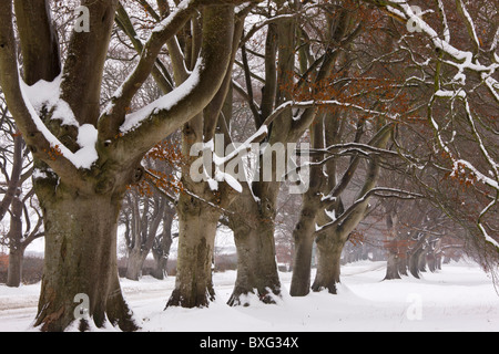 Alten Pollard Beech Avenue an der Kingston Lacey, Wimborne im schweren Schnee. Dorset. Stockfoto