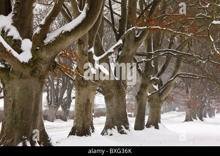 Alten Pollard Beech Avenue an der Kingston Lacey, Wimborne im schweren Schnee. Dorset. Stockfoto