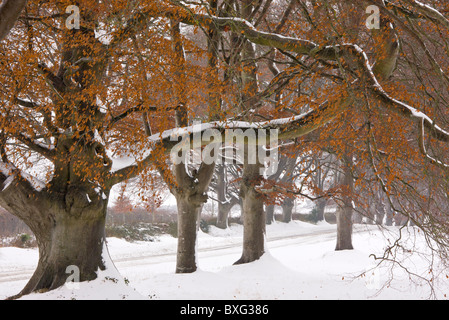 Alten Pollard Beech Avenue an der Kingston Lacey, Wimborne im schweren Schnee. Dorset. Stockfoto