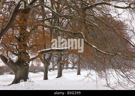 Alten Pollard Beech Avenue an der Kingston Lacey, Wimborne im schweren Schnee. Dorset. Stockfoto