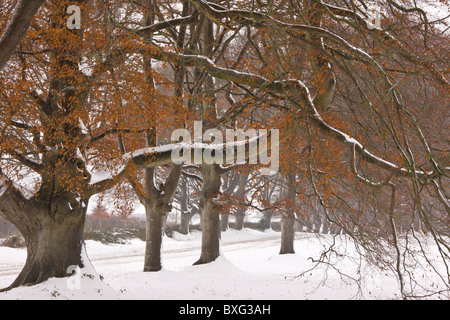 Alten Pollard Beech Avenue an der Kingston Lacey, Wimborne im schweren Schnee. Dorset. Stockfoto