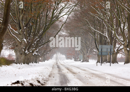 Alten Pollard Beech Avenue an der Kingston Lacey, Wimborne im schweren Schnee. Dorset. Stockfoto