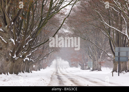 Alten Pollard Beech Avenue an der Kingston Lacey, Wimborne im schweren Schnee. Dorset. Stockfoto