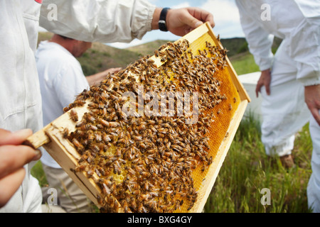 Imker Überprüfung Frame in Bienen bedeckt Stockfoto