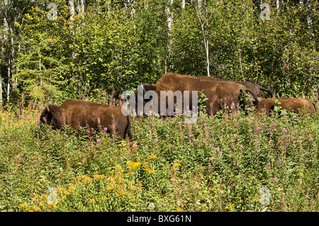 Holz-Bison (Bison Athabascae) Roaming-Wood Buffalo National Park, Nordwest-Territorien, Kanada. Stockfoto
