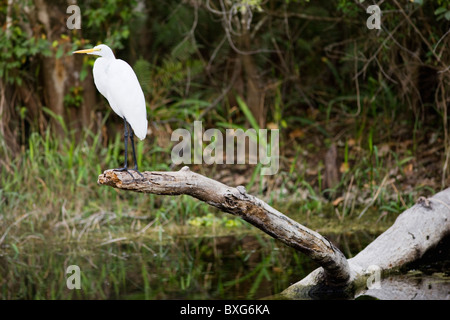 Silberreiher auch Silberreiher, Ardea Alba, Everglades, Florida, USA Stockfoto