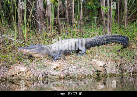 Alligator Turner Fluss, Everglades, Florida, Vereinigte Staaten von Amerika Stockfoto