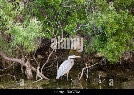 Great Blue Heron, Ardea Herodias auf Ästen in den Everglades, Florida, USA Stockfoto