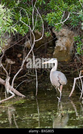 Great Blue Heron, Ardea Herodias auf Ästen in den Everglades, Florida, USA Stockfoto