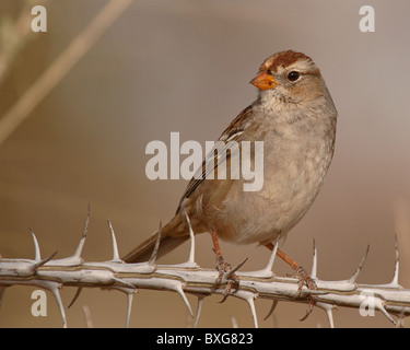 Ein White – gekrönter Spatz auf einem dornigen Ast. Stockfoto