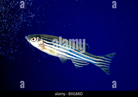 Zebrafish 'Danio rerio', Stockfoto