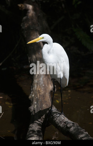 Silberreiher in Glade, Florida Everglades, Vereinigte Staaten von Amerika Stockfoto