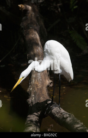 Große Silberreiher Jagd auf Fische in Glade, Florida Everglades, Vereinigte Staaten von Amerika Stockfoto