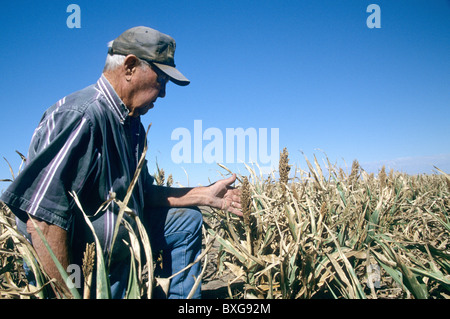 Landwirt Inspektion Milo (Sorghum), Ernteausfälle. Stockfoto