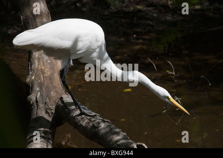 Große Silberreiher Hals verlängert Jagd auf Fische in Glade, Florida Everglades, Vereinigte Staaten von Amerika Stockfoto