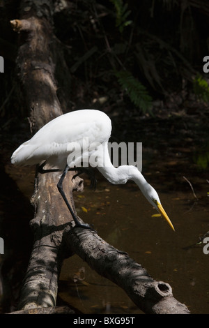 Große Silberreiher Hals verlängert Jagd auf Fische in Glade, Florida Everglades, Vereinigte Staaten von Amerika Stockfoto