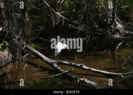 Große Silberreiher Hals verlängert Jagd auf Fische in Glade, Florida Everglades, Vereinigte Staaten von Amerika Stockfoto