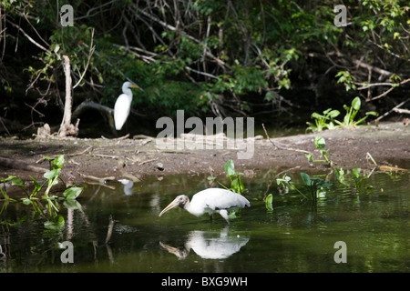 Typische Everglades Szene Silberreiher und gefährdeten Arten Holz Storch in Glade, Florida, USA Stockfoto