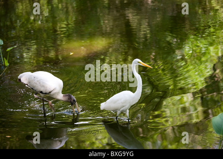 Typische Szene in Everglades Silberreiher und gefährdeten Arten Holz Storch in Glade, Florida, USA Stockfoto