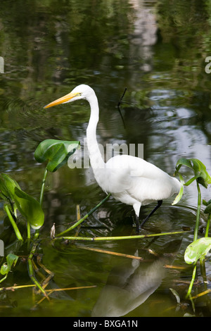 Silberreiher in Glade, Florida Everglades, Vereinigte Staaten von Amerika Stockfoto