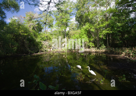 Typische Szene in Everglades Silberreiher und bedrohte Arten Holz Storch in Glade, Florida, Vereinigte Staaten von Amerika Stockfoto