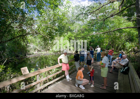 Touristen auf der Big Cypress Bend Boardwalk am Fakahatchee Strand, die Everglades, Florida, Vereinigte Staaten von Amerika Stockfoto