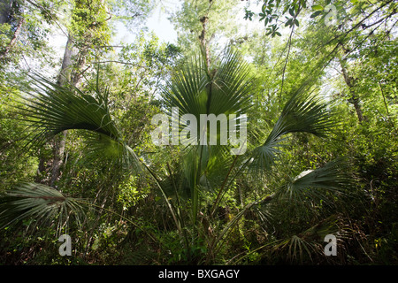 Sabal Palmen, Sabal Palmetto, von Big Cypress Bend Boardwalk am Fakahatchee Strand, die Everglades, Florida, USA Stockfoto