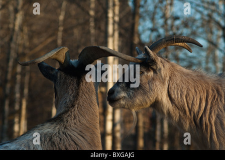 Vögel-Hill Manitoba Kanada Stockfoto