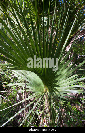 Sabal Palmen, Sabal Palmetto, von Big Cypress Bend Boardwalk am Fakahatchee Strand, die Everglades, Florida, USA Stockfoto