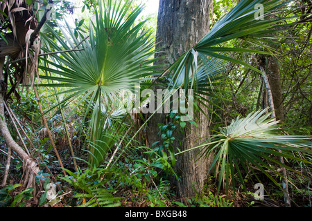 Sabal Palmen, Sabal Palmetto, von Big Cypress Bend Boardwalk am Fakahatchee Strand, die Everglades, Florida, USA Stockfoto