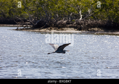 Great Blue Heron im Flug, Everglades, Florida, Vereinigte Staaten von Amerika Stockfoto