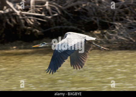 Great Blue Heron im Flug, Everglades, Florida, Vereinigte Staaten von Amerika Stockfoto