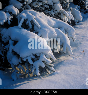 Fichte-Filialen mit Schnee bedeckt. Altai, Sibirien, Russland Stockfoto