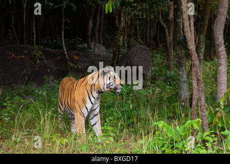 Indochinesische Tiger am Phnom Tamao Wildlife Rescue Center - Provinz Kandal, Kambodscha Stockfoto