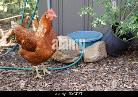 Freilandhaltung rot braune Henne umher Hausgarten Stockfoto