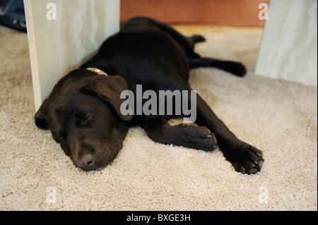 Chocolate Brown Labrador Welpe Hund schlafen auf Teppich Stockfoto