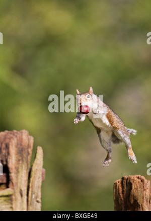 Grau-Eichhörnchen (Sciurus Carolinensis) springen mit conker Stockfoto