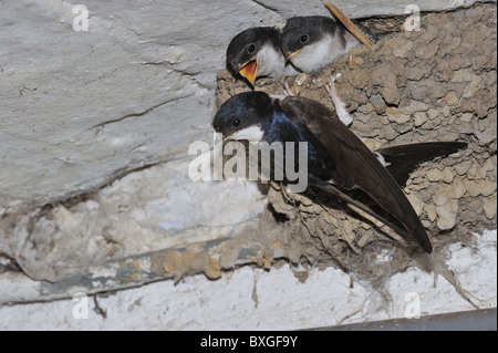 Nördlichen Mehlschwalbe - gemeinsame Mehlschwalbe - Europäische Mehlschwalbe (Delichon Urbicum) Erwachsenen Fütterung Küken im nest Stockfoto