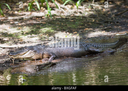 Alligator Fakahatchee Strand bewahren, Staatspark, den Everglades, Florida, Vereinigte Staaten von Amerika Stockfoto