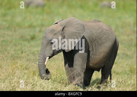 Afrikanischen Busch Elefant - Savanne Elefanten - Bush Elefant (Loxodonta Africana) junge Weiden in der Nähe von einem Sumpf - Masai Mara NP Stockfoto