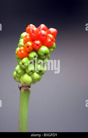 Clouse-Up von Cuckoo Pint oder italienischen Lords-and-Ladies-Arum unsere Stockfoto